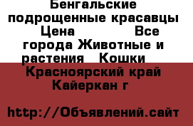 Бенгальские подрощенные красавцы. › Цена ­ 20 000 - Все города Животные и растения » Кошки   . Красноярский край,Кайеркан г.